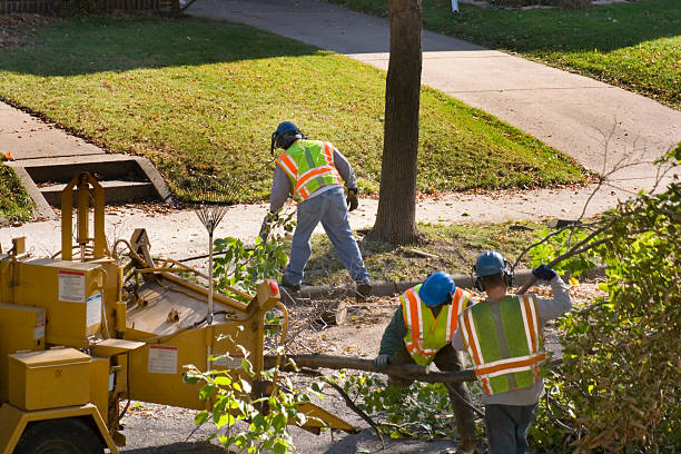 Trusted Allegan, MI  Tree Services Experts