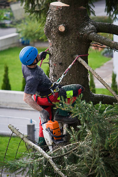 Best Tree Mulching Services  in Allegan, MI